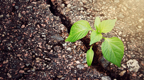Escaping From The Prison Of Fear To Create The Life You Deserve