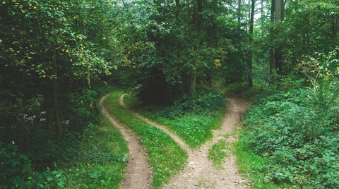 Navigating The Twisting Road To Success