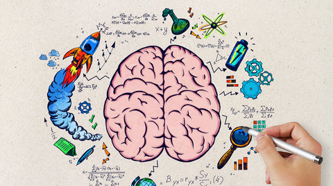 Organzing Brain The Strategizing Brain – About my Brain Institute