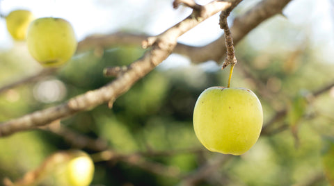 There Is No Magic Apple For Fatigue