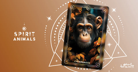 Chimpanzee