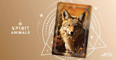 Coyote