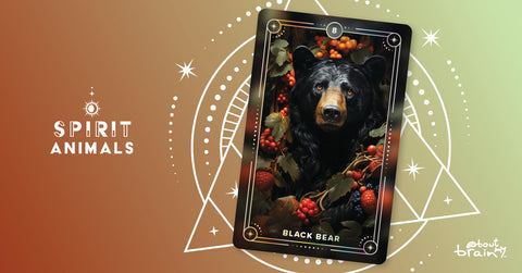 Black Bear