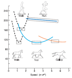 Preferred speeds (dotted rectangles) correspond to the most energy-efficient speeds in horses and walking humans. However - speed selection is unrestricted in human endurance running (source -Bramble, D. M. & Lieberman, D. E. Endurance running and the evolution of Homo. Nature 432, 345-352 (2004))